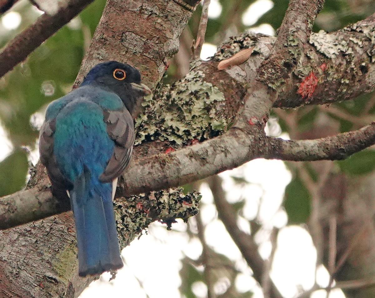 trogon surucua (ssp. surrucura) - ML625276973