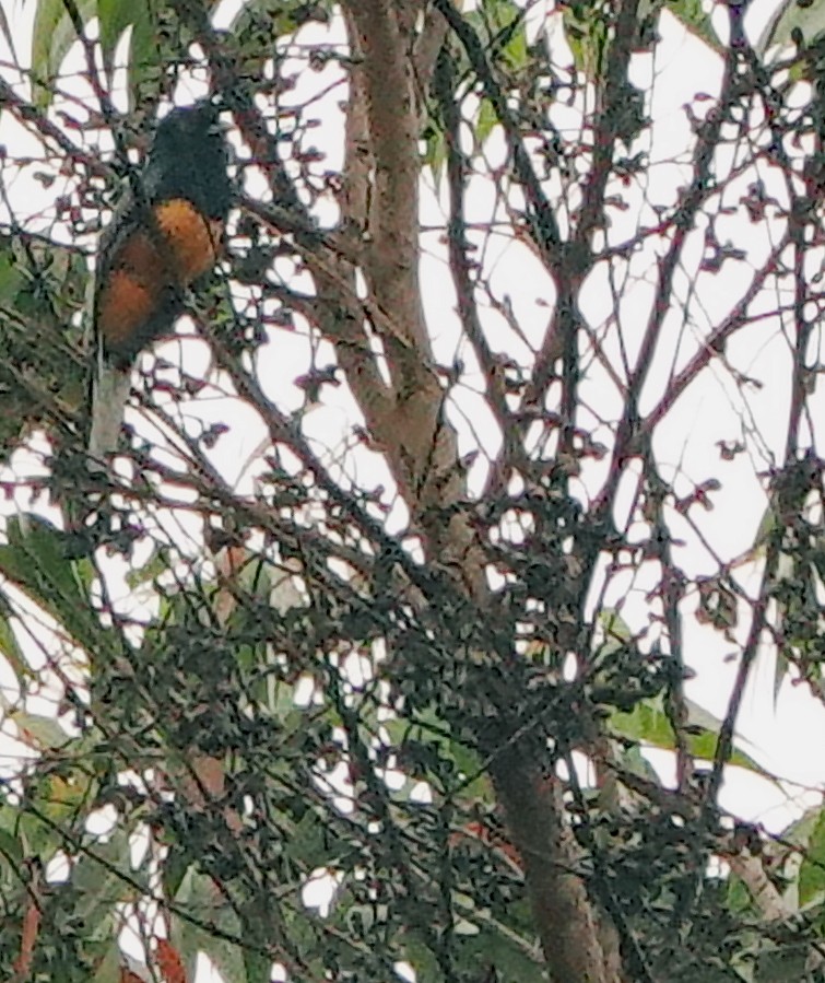 trogon surucua (ssp. aurantius) - ML625277007