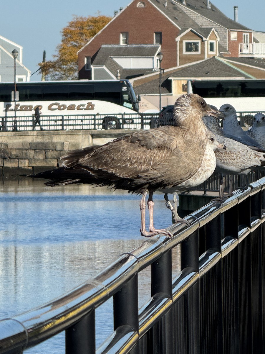 Herring Gull- - ML625277021