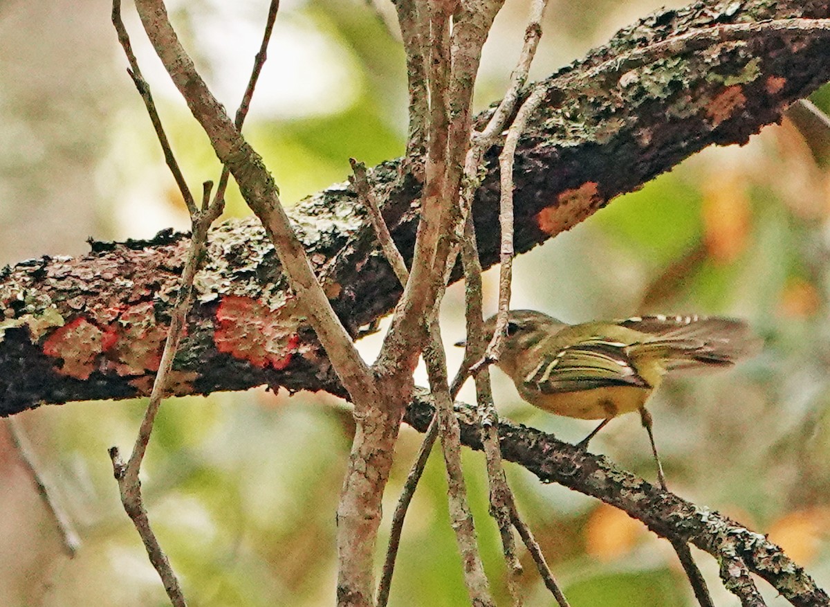 Mottle-cheeked Tyrannulet - ML625277170