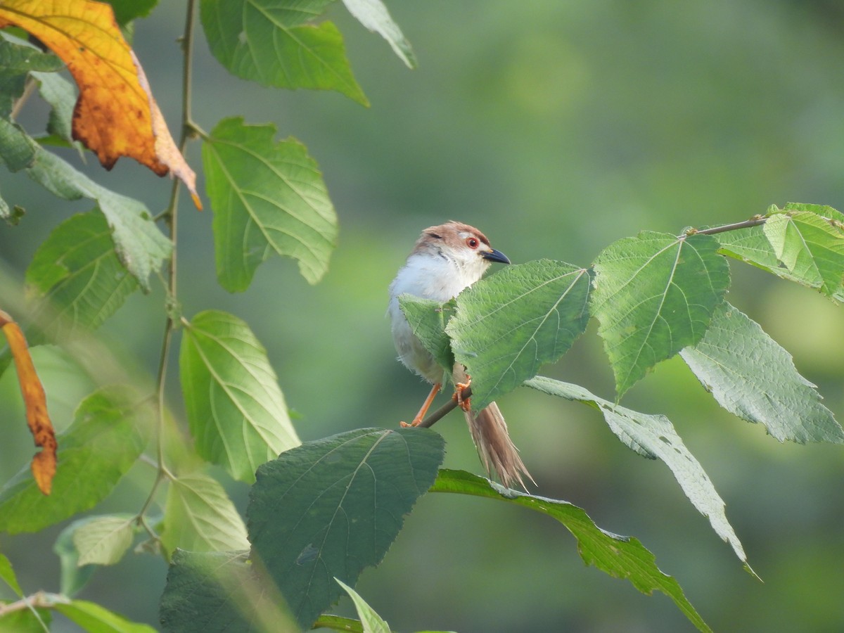 Yellow-eyed Babbler - ML625277174