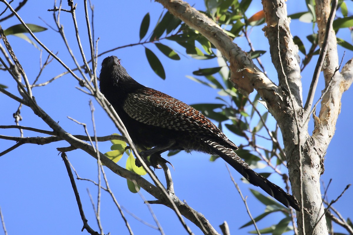 Pheasant Coucal - ML625277251