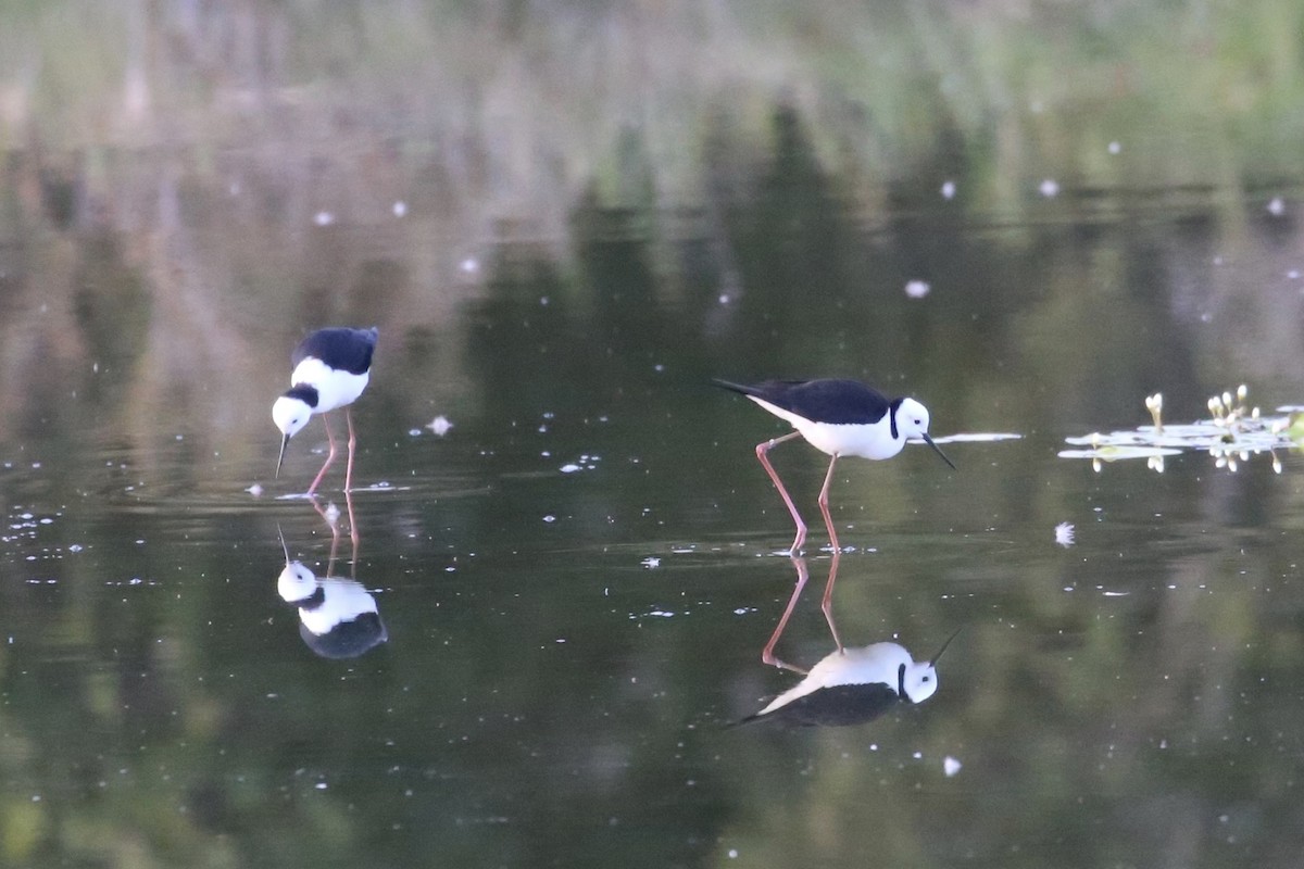 Pied Stilt - ML625277252