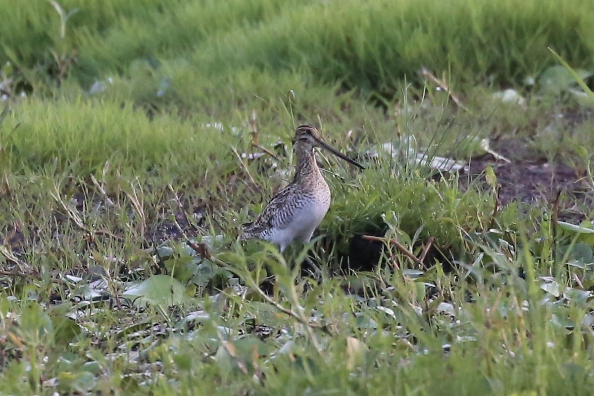 Latham's Snipe - ML625277253