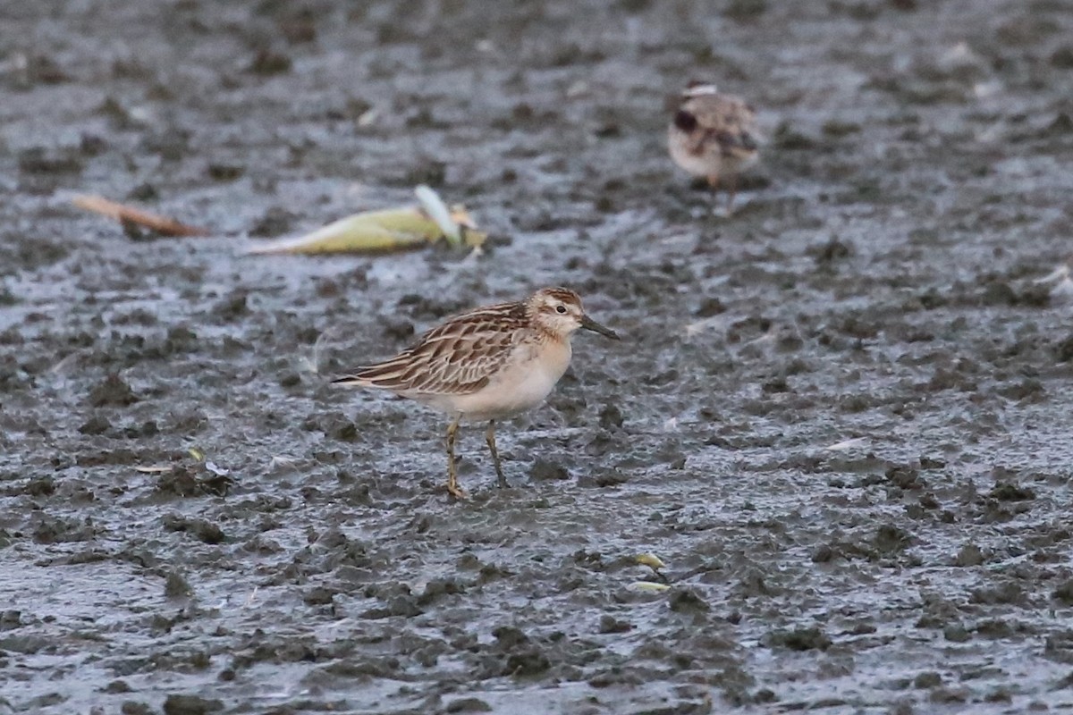 Sharp-tailed Sandpiper - ML625277255