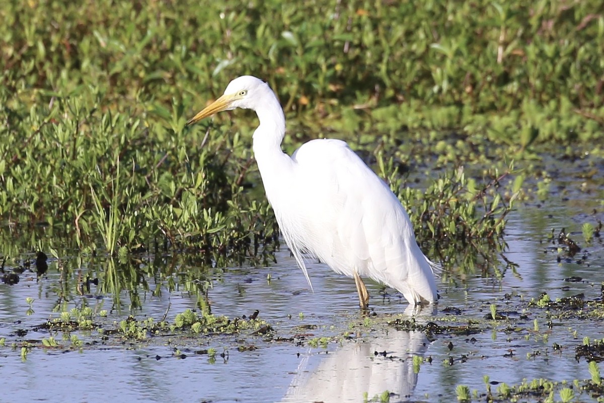 Plumed Egret - ML625277273