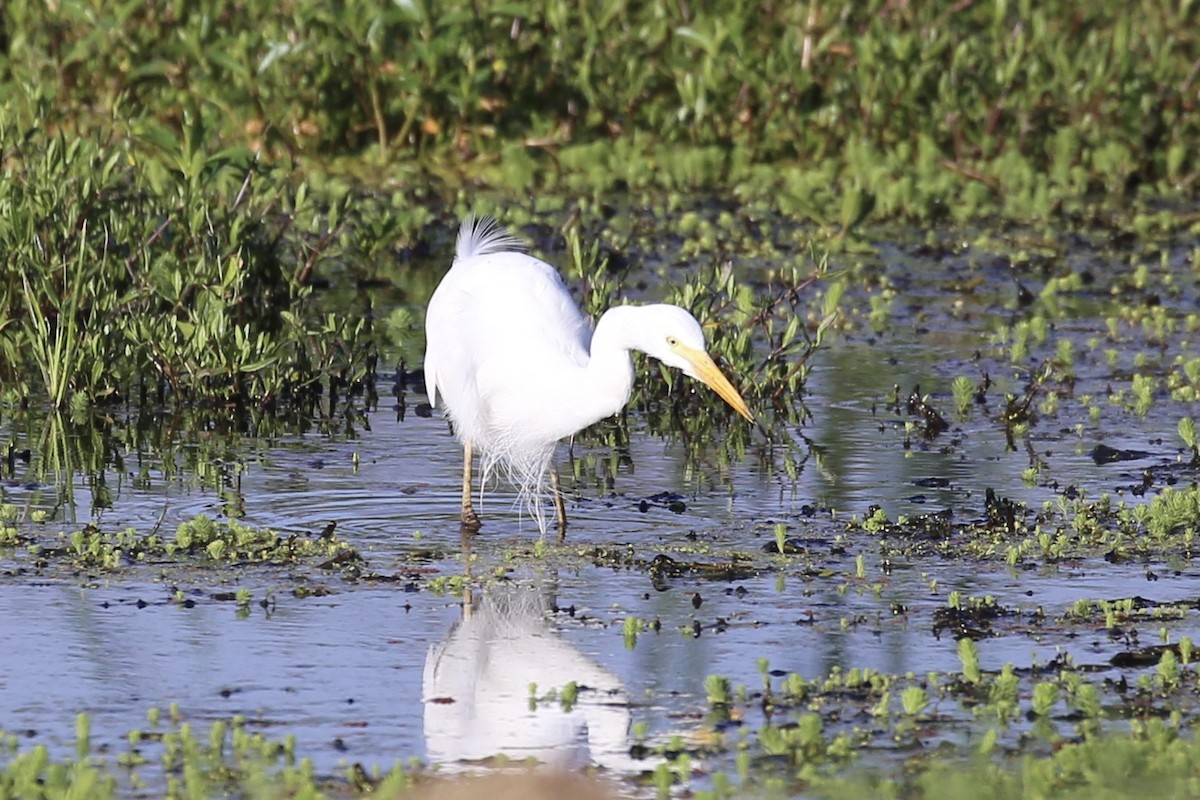 Plumed Egret - ML625277274