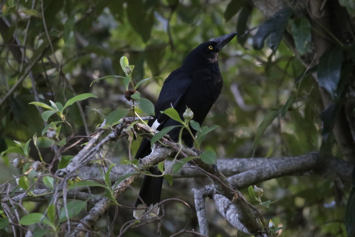 Pied Currawong - ML625277279