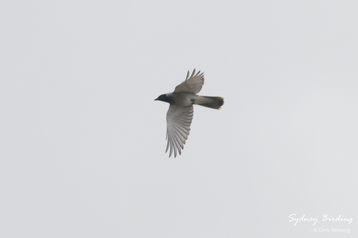 Black-faced Cuckooshrike - ML625277289