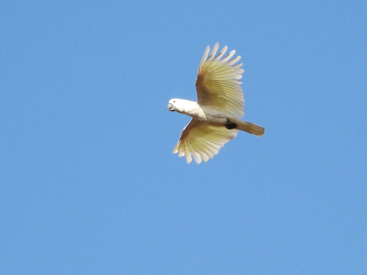 Cacatúa Galerita - ML625277299