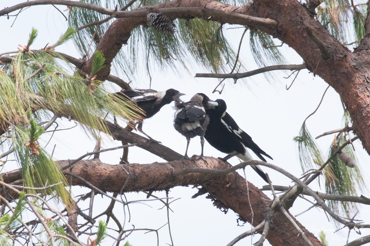 Australian Magpie - ML625277350