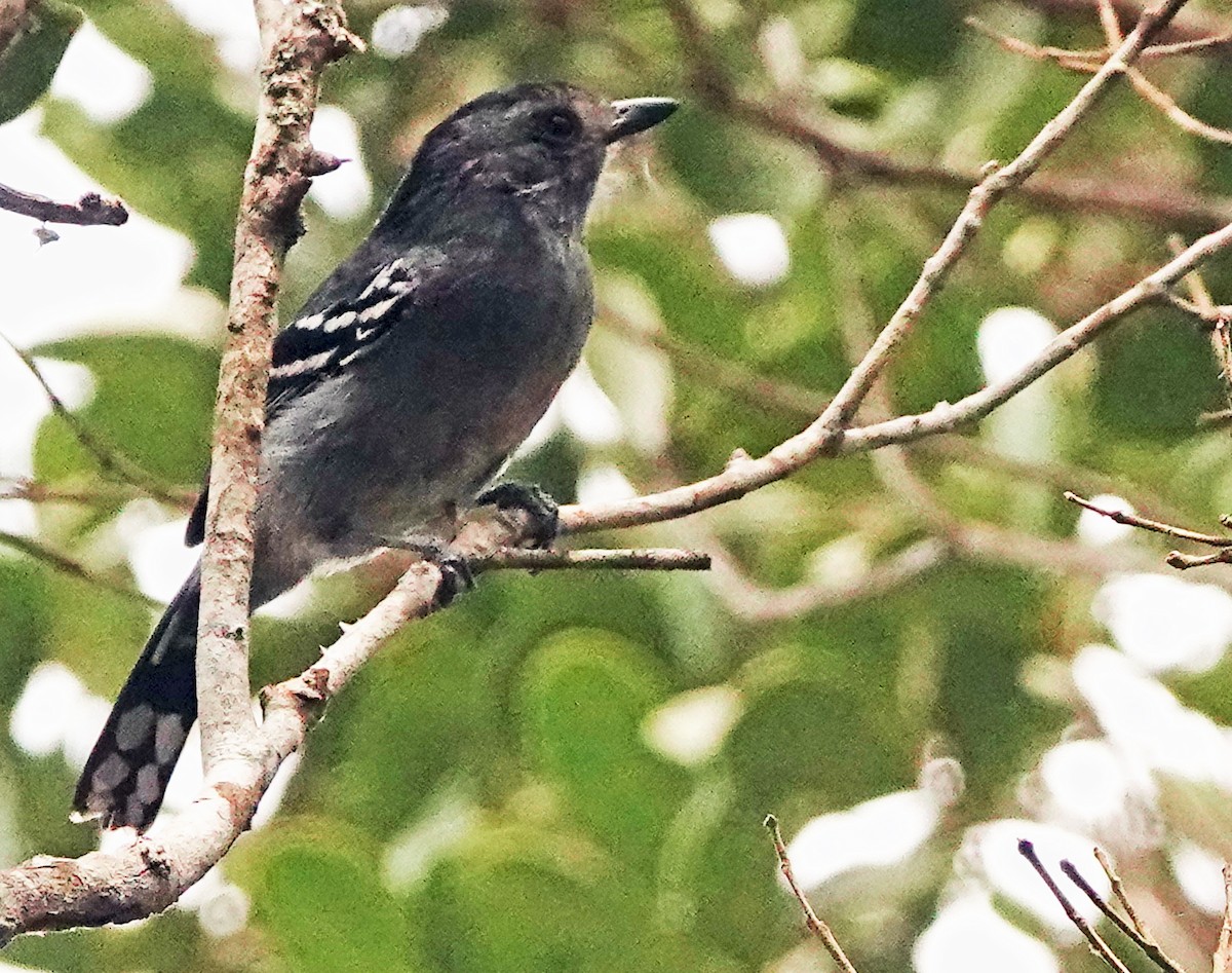 Variable Antshrike - ML625277355