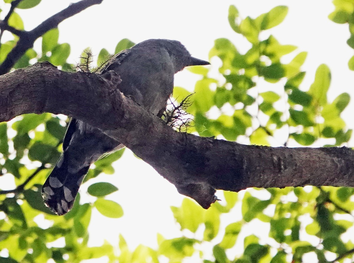 Variable Antshrike - ML625277356