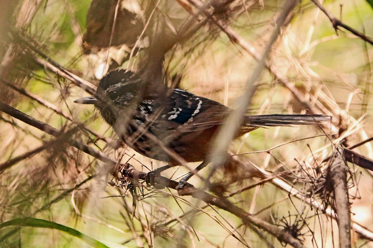 Ochre-rumped Antbird - ML625277433