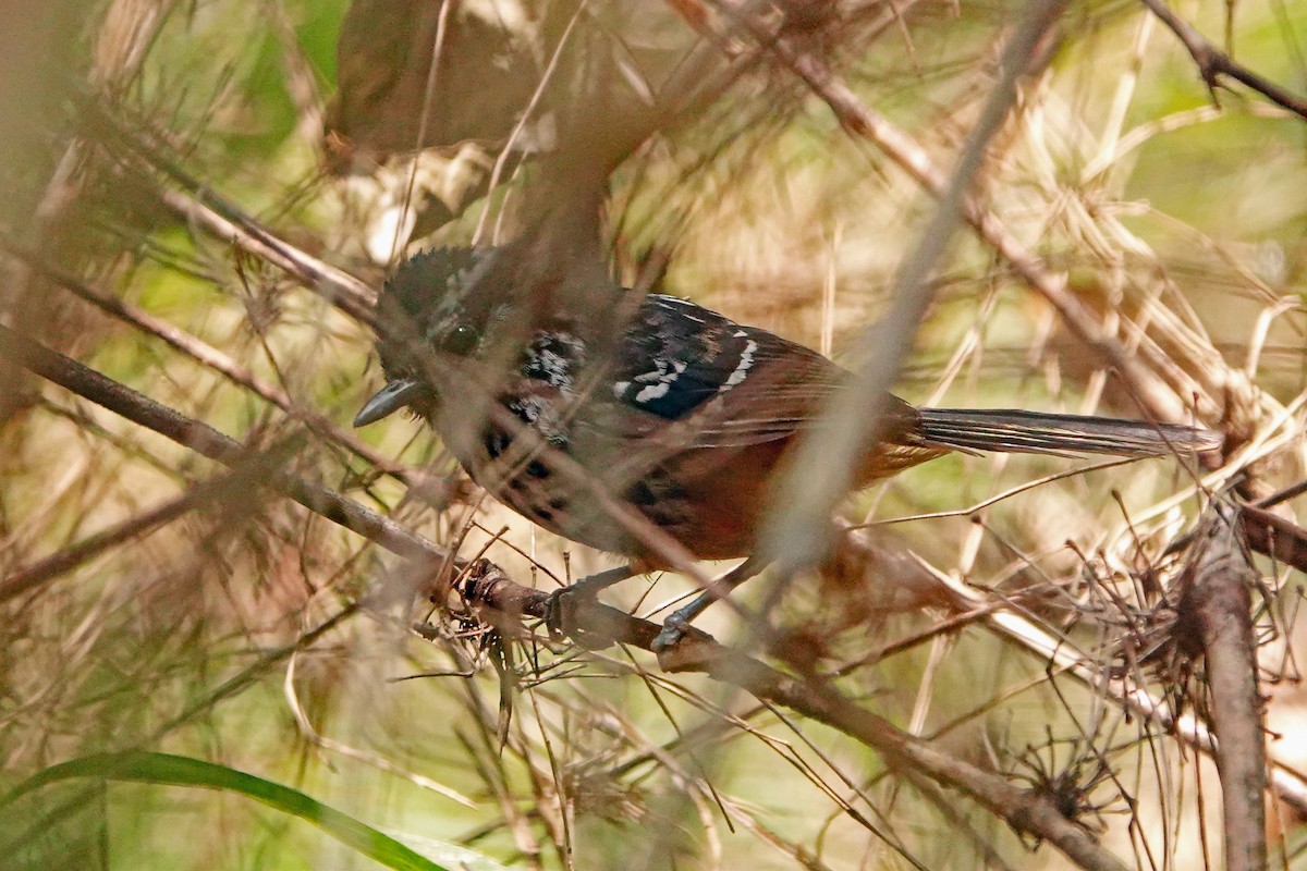 Ochre-rumped Antbird - ML625277434