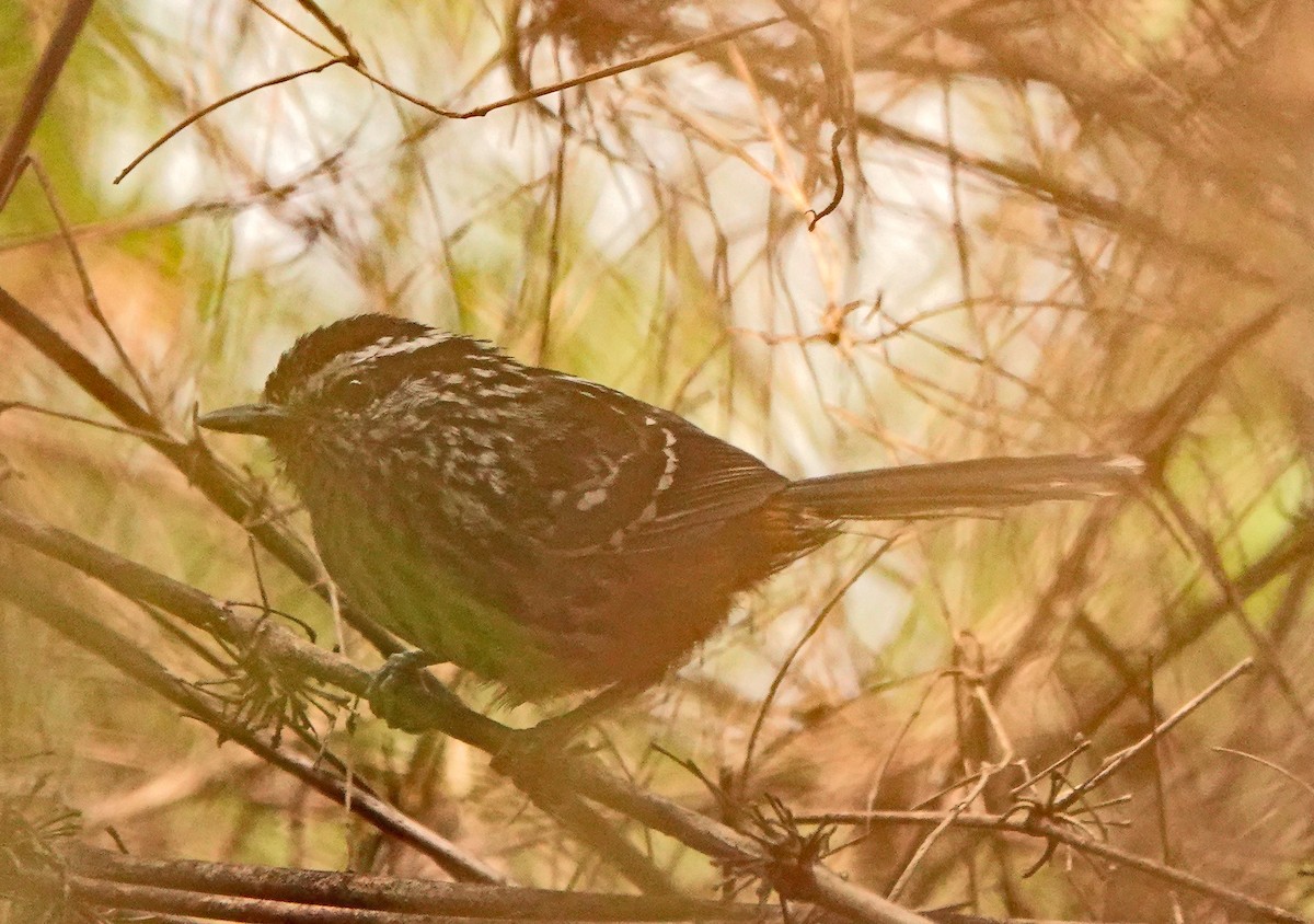 Ochre-rumped Antbird - ML625277437