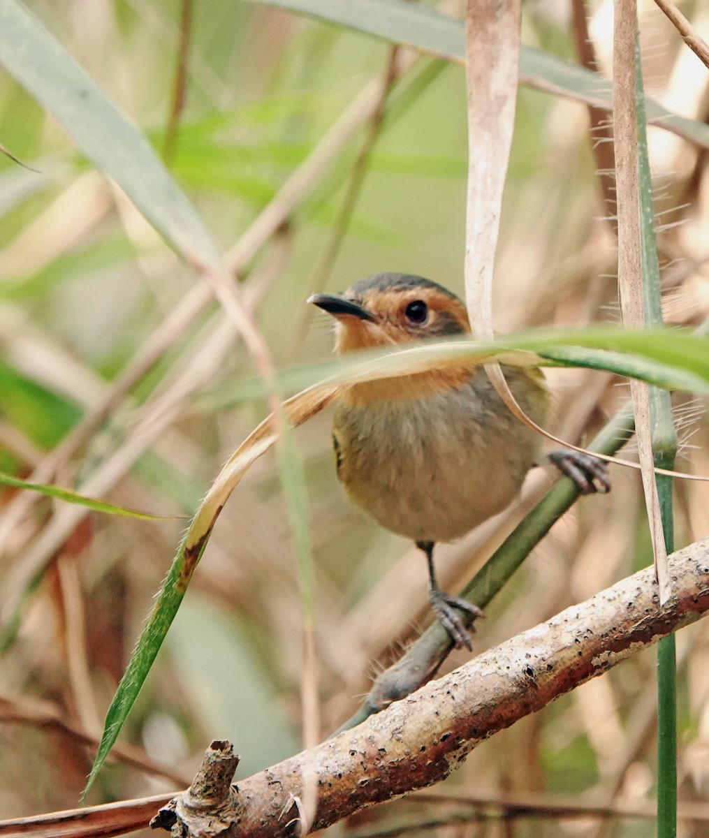 Ochre-faced Tody-Flycatcher - ML625277484