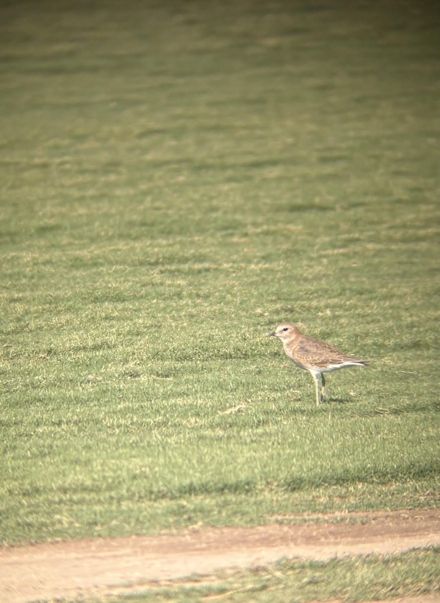 Mountain Plover - ML625277601