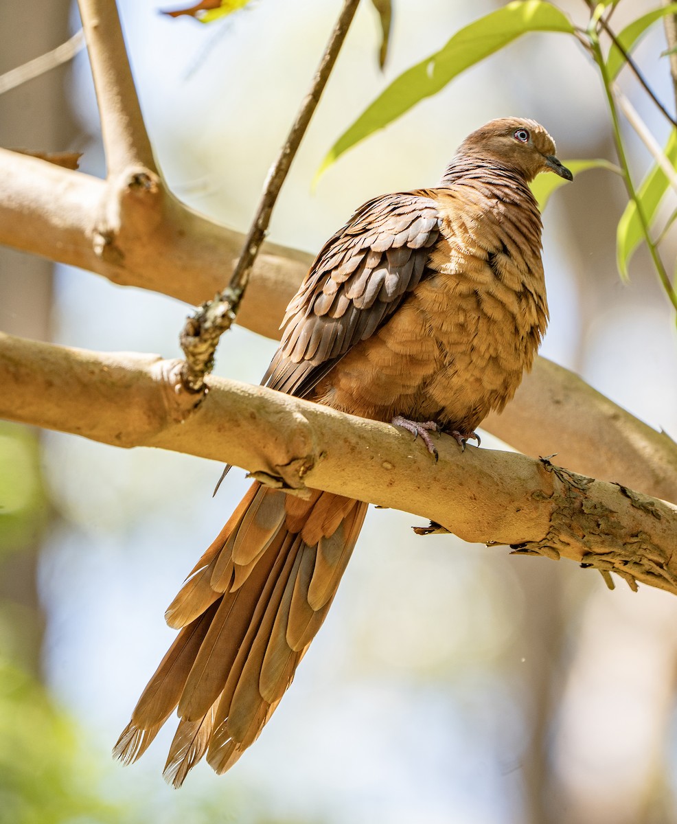 Brown Cuckoo-Dove - ML625277604