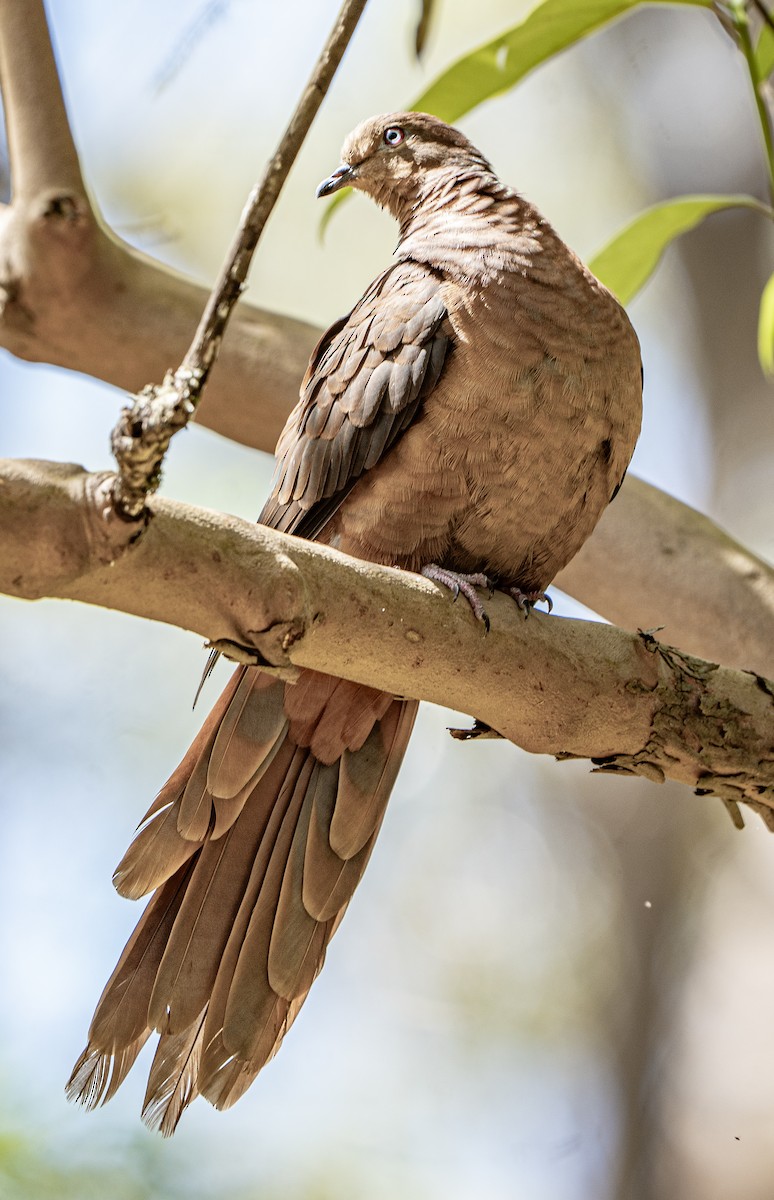 Brown Cuckoo-Dove - ML625277605