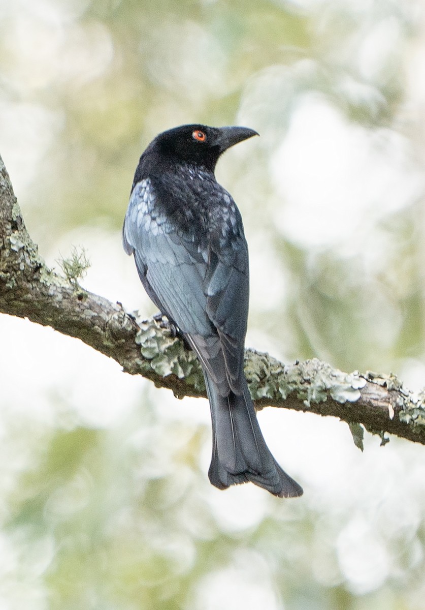 Spangled Drongo - ML625277616