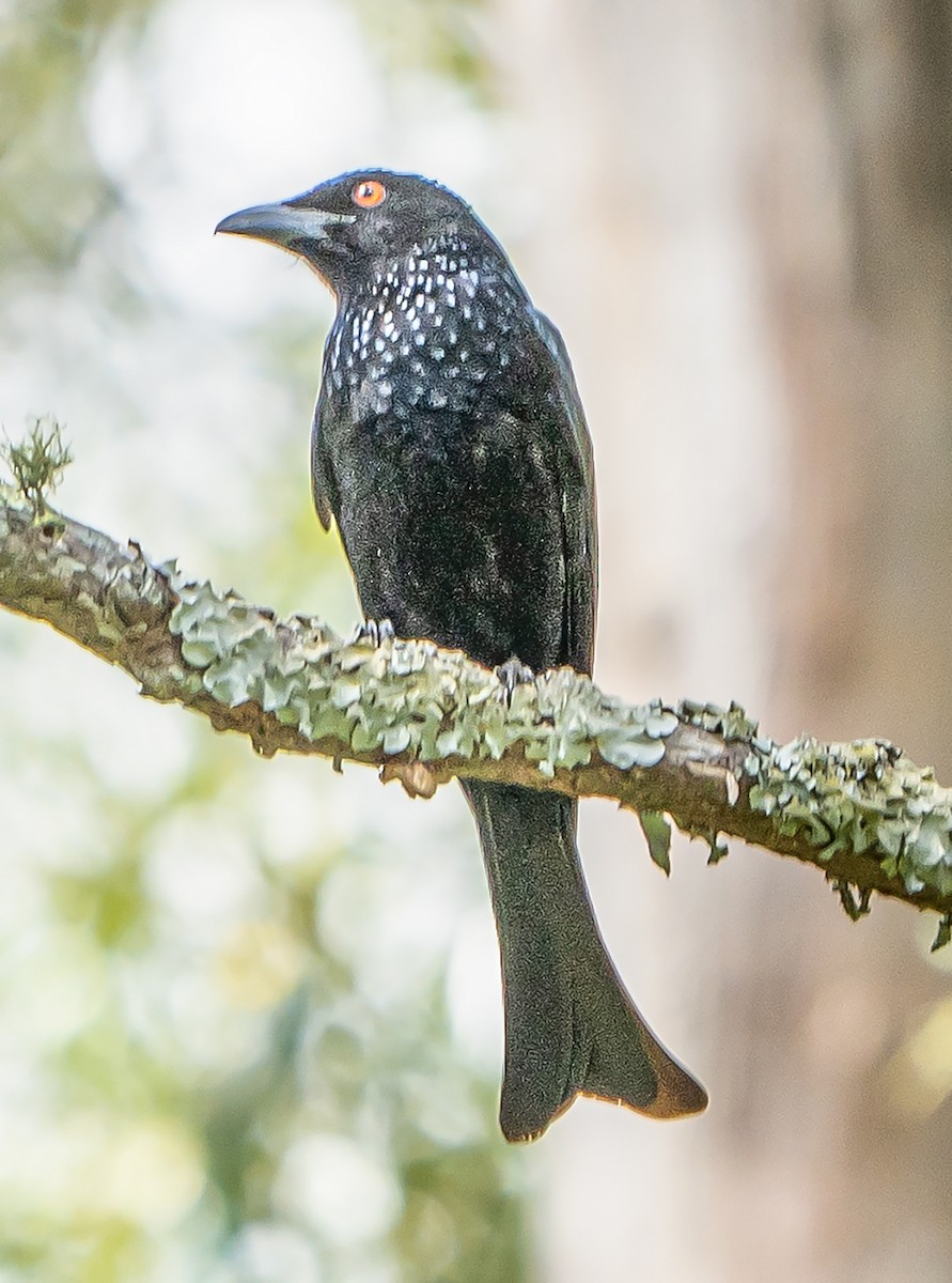 Spangled Drongo - ML625277617