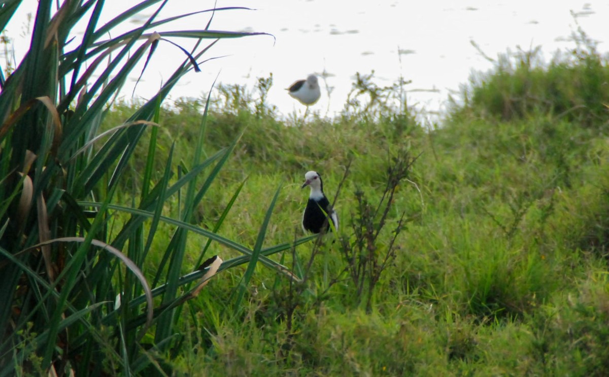 Long-toed Lapwing - ML625277675