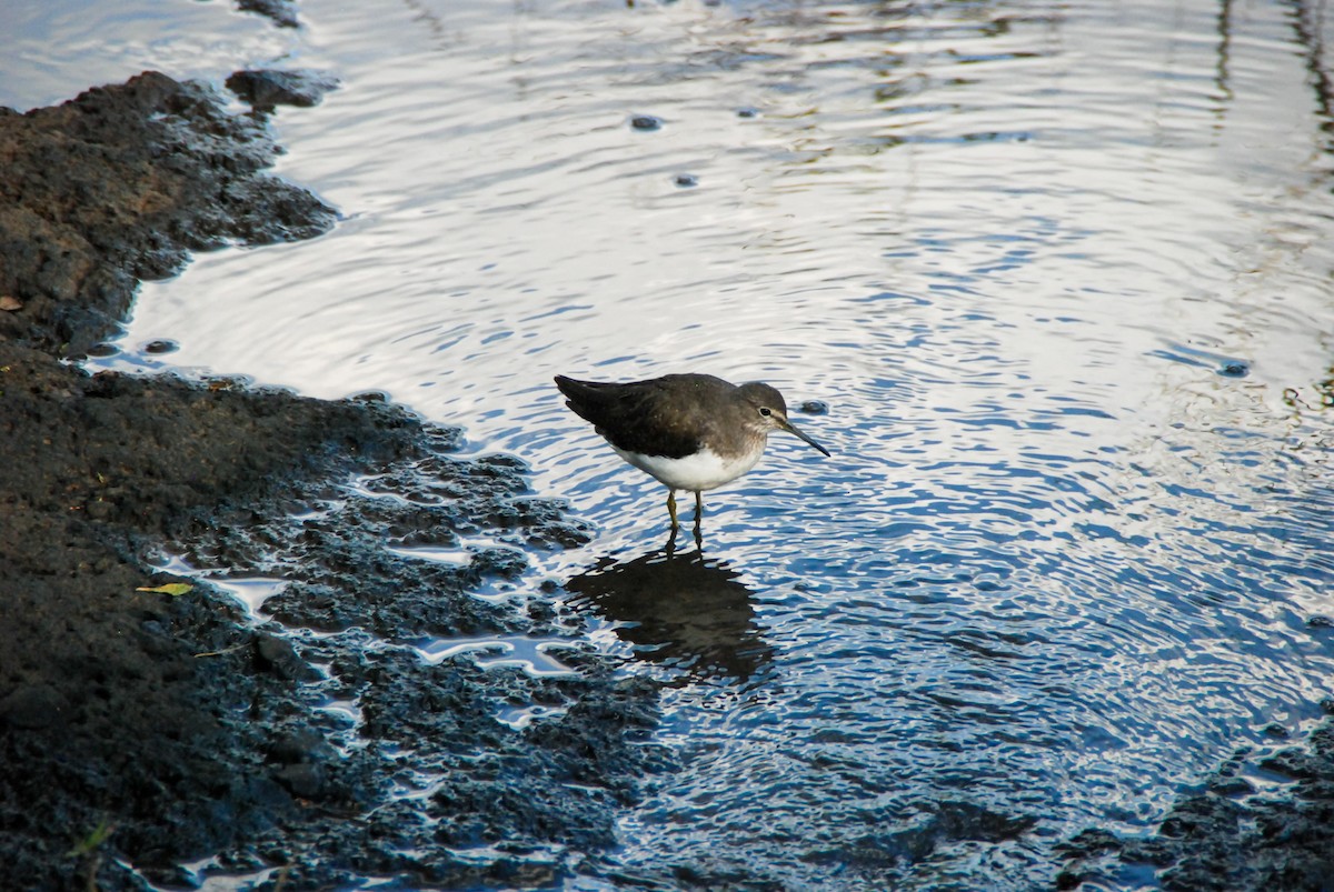 Green Sandpiper - Mustansir Adamjee