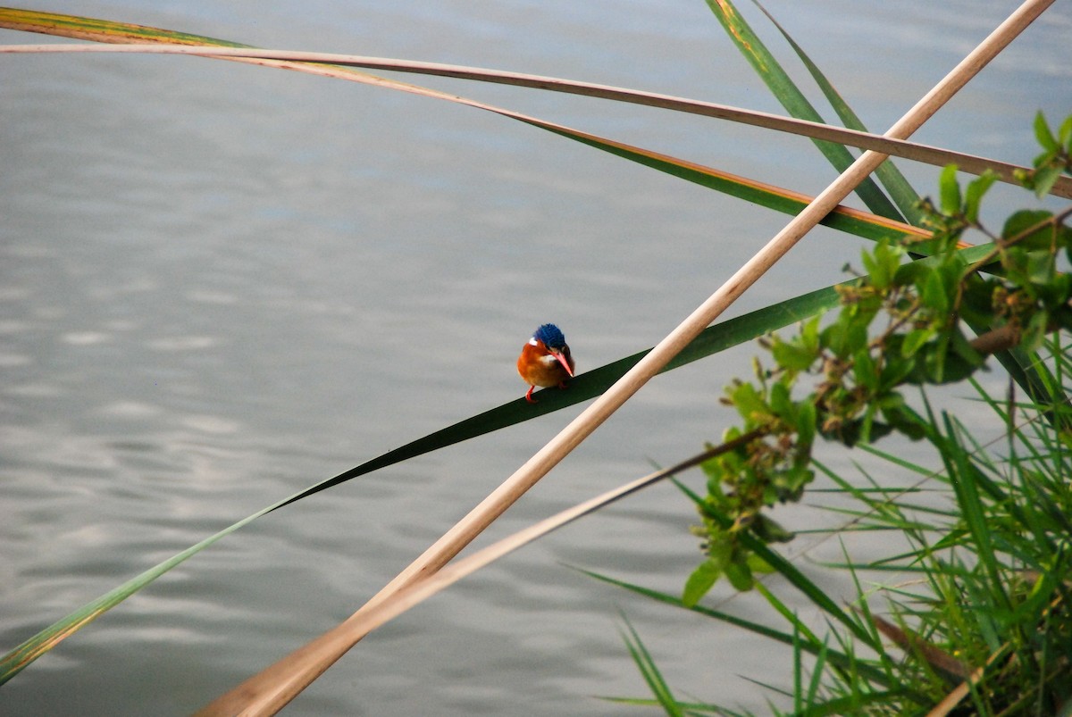 Malachite Kingfisher - ML625277679