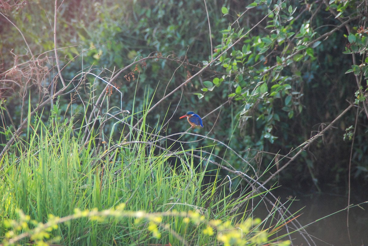 Malachite Kingfisher - ML625277680