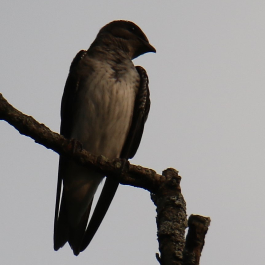 Purple Martin - ML625277682