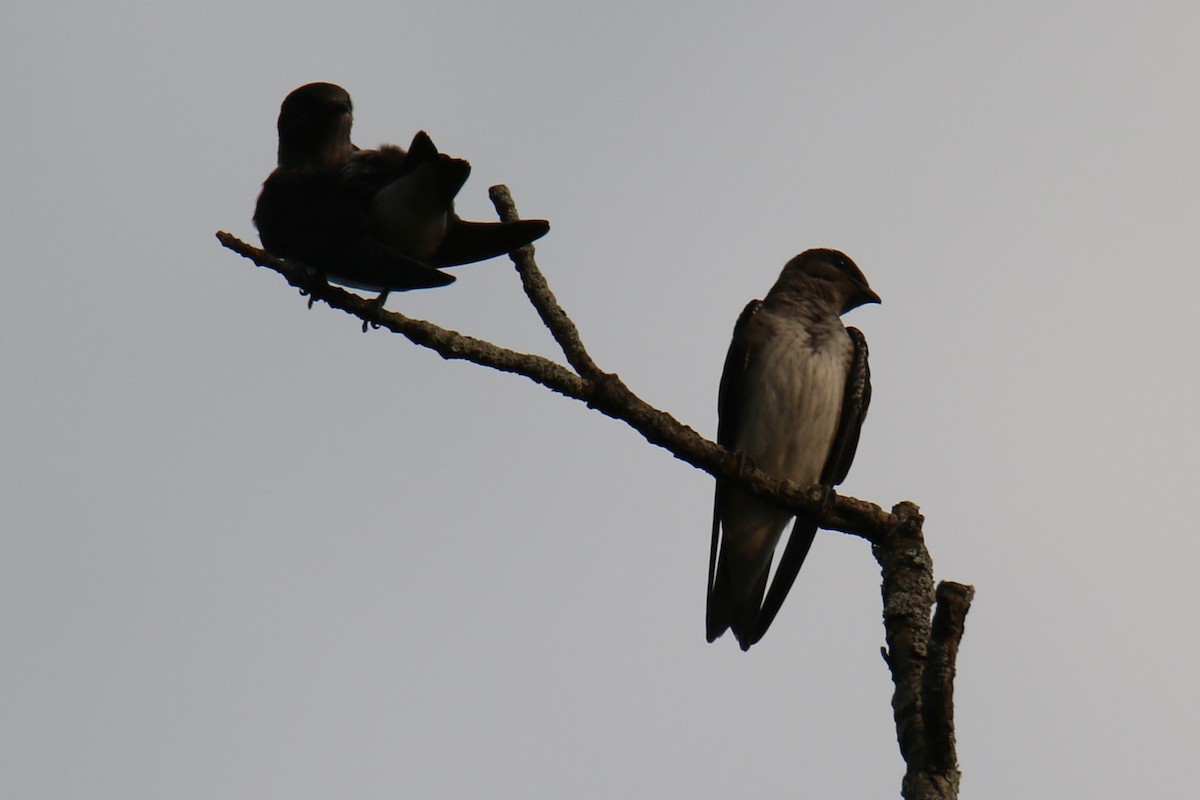 Purple Martin - ML625277683