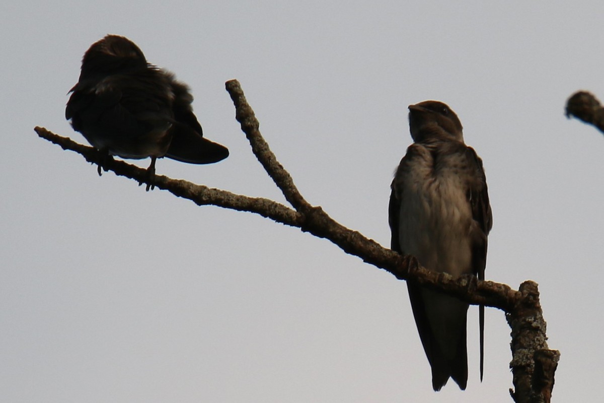 Purple Martin - ML625277684