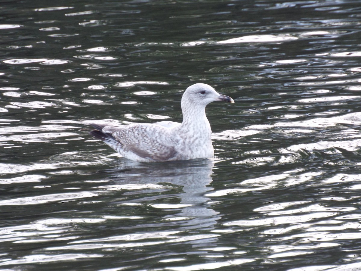 Herring Gull- - ML625277853