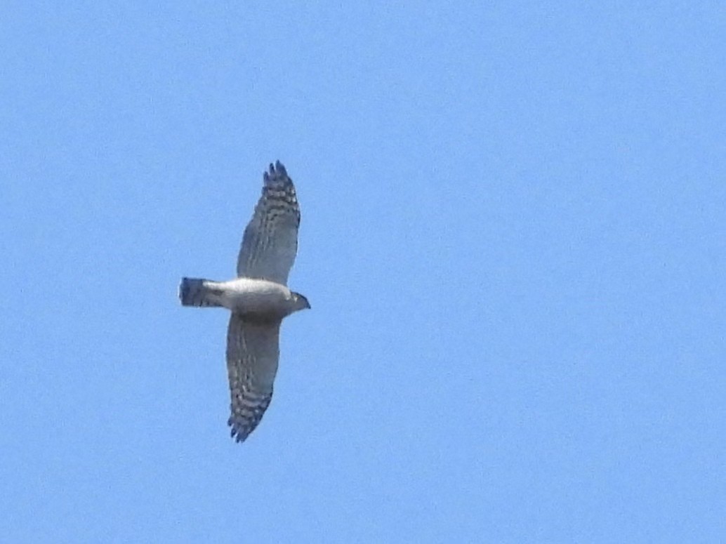 Eurasian Goshawk - ML625277992