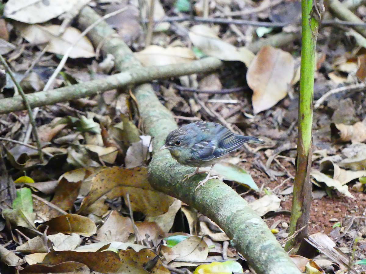 Eastern Yellow Robin - ML625277998