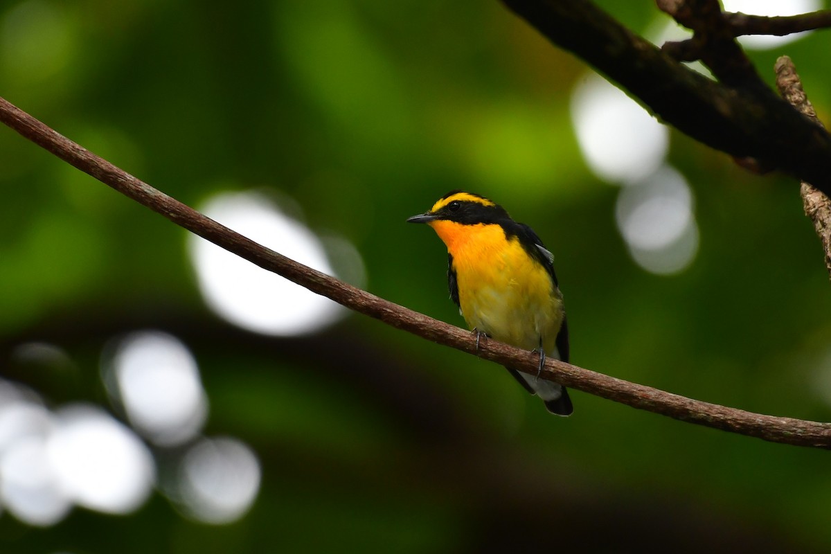 Narcissus Flycatcher - ML625278020