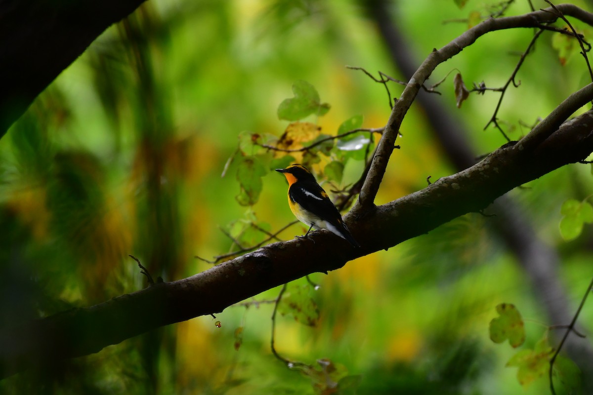 Narcissus Flycatcher - 闊 林