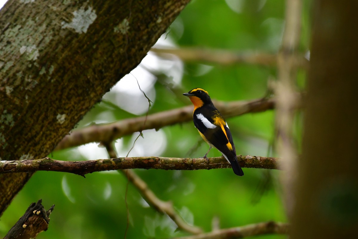 Narcissus Flycatcher - ML625278024