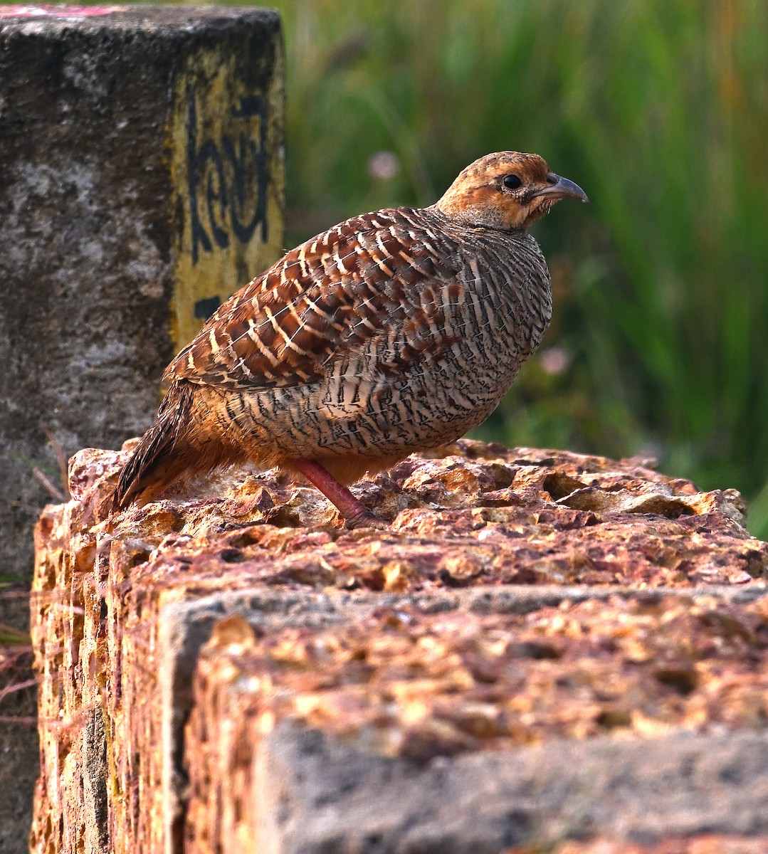 Gray Francolin - ML625278037