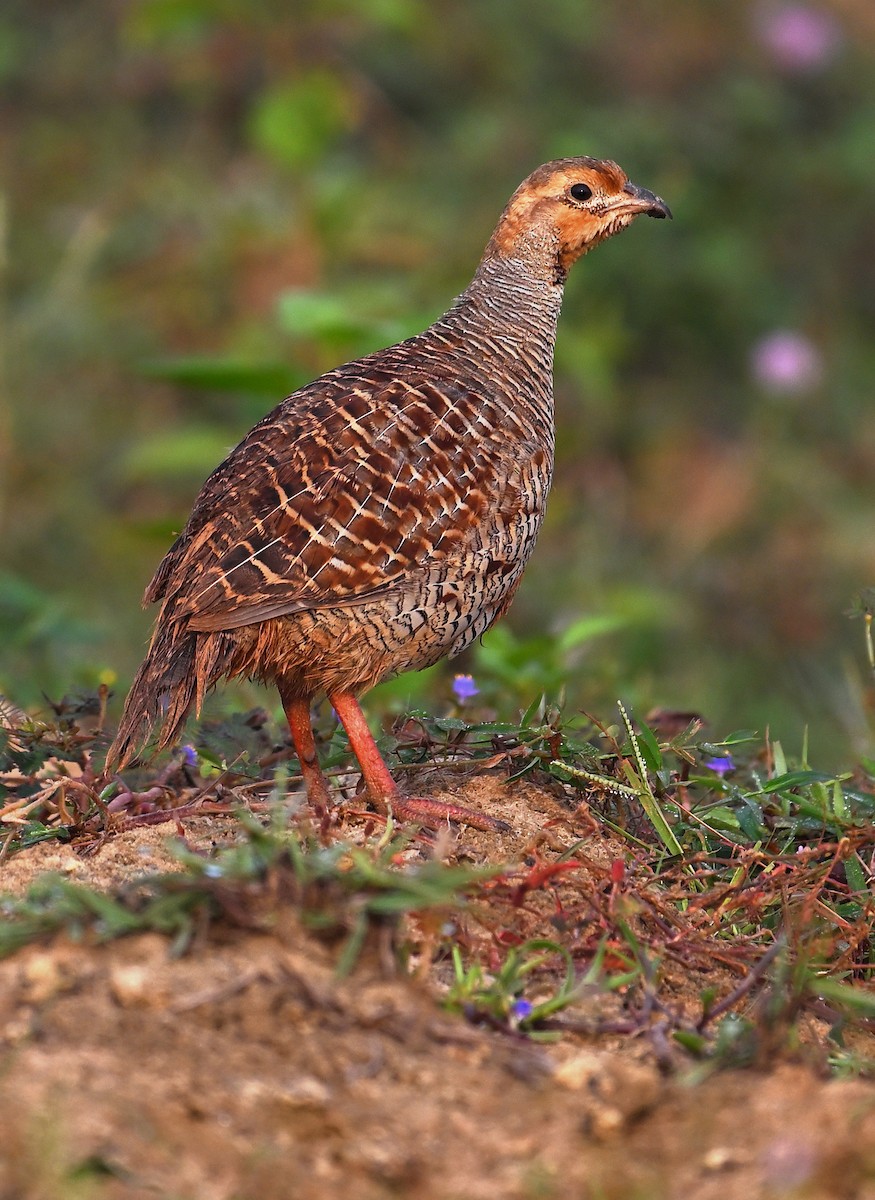 Gray Francolin - ML625278038