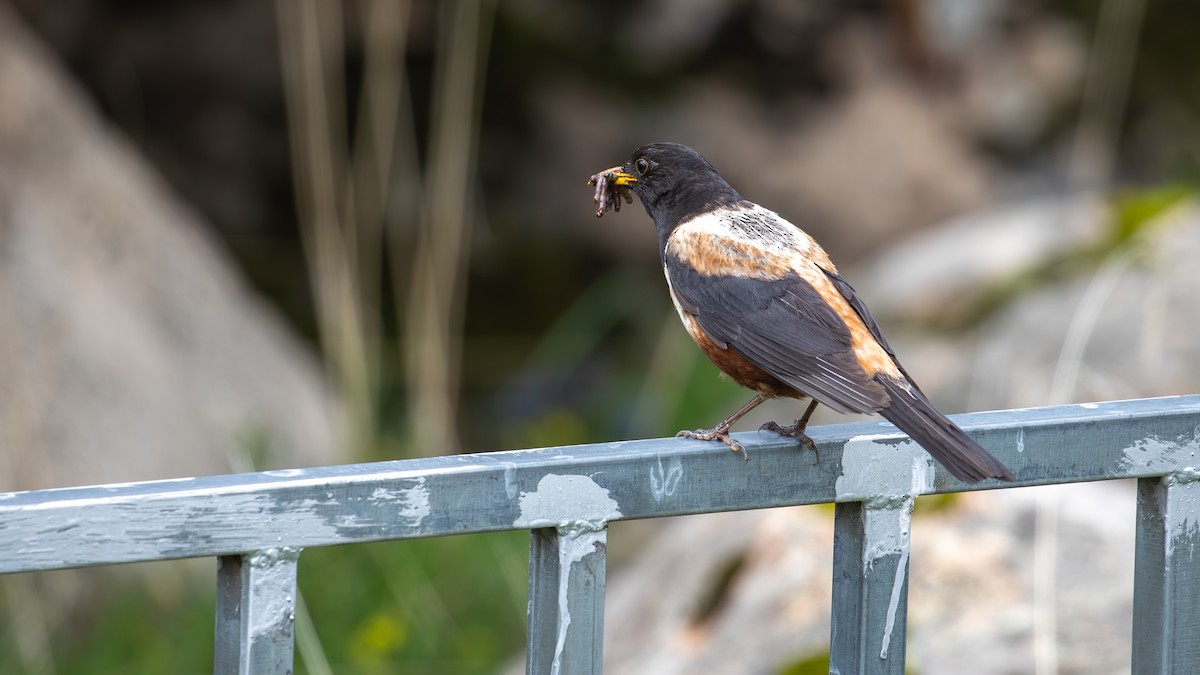 White-backed Thrush - ML625278046