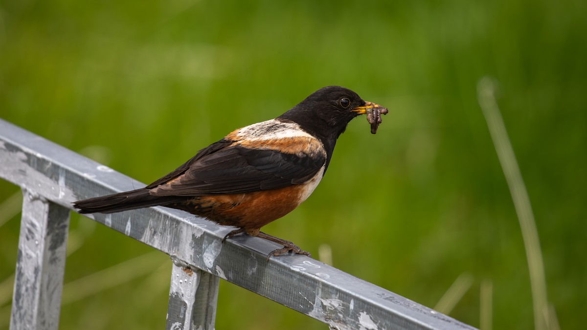 White-backed Thrush - ML625278047