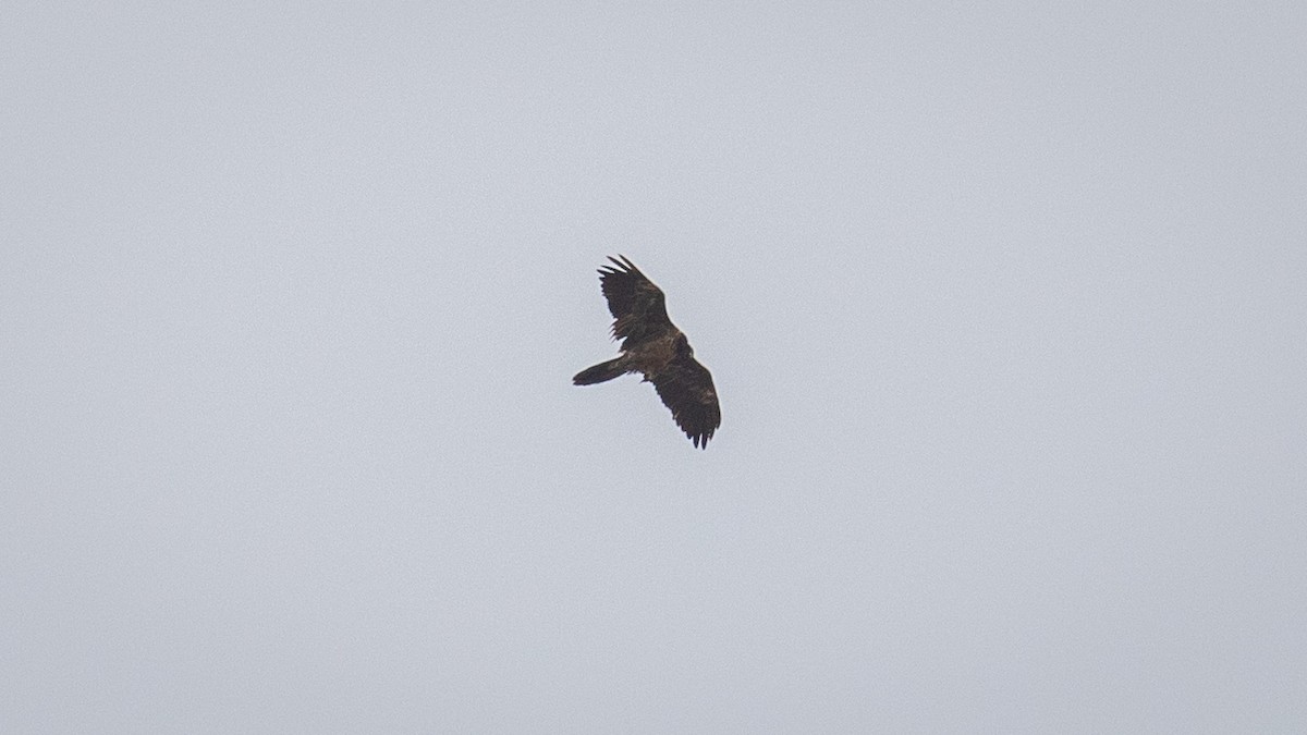 Bearded Vulture (Eurasian) - ML625278056