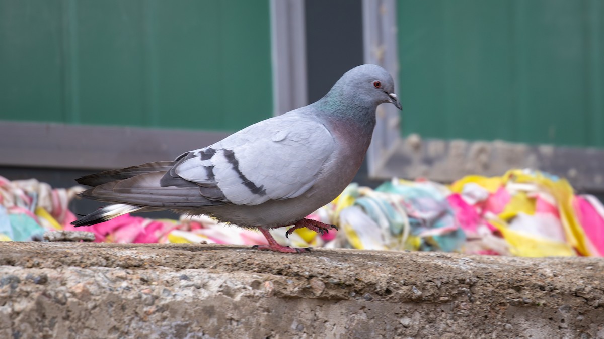 Hill Pigeon - ML625278063