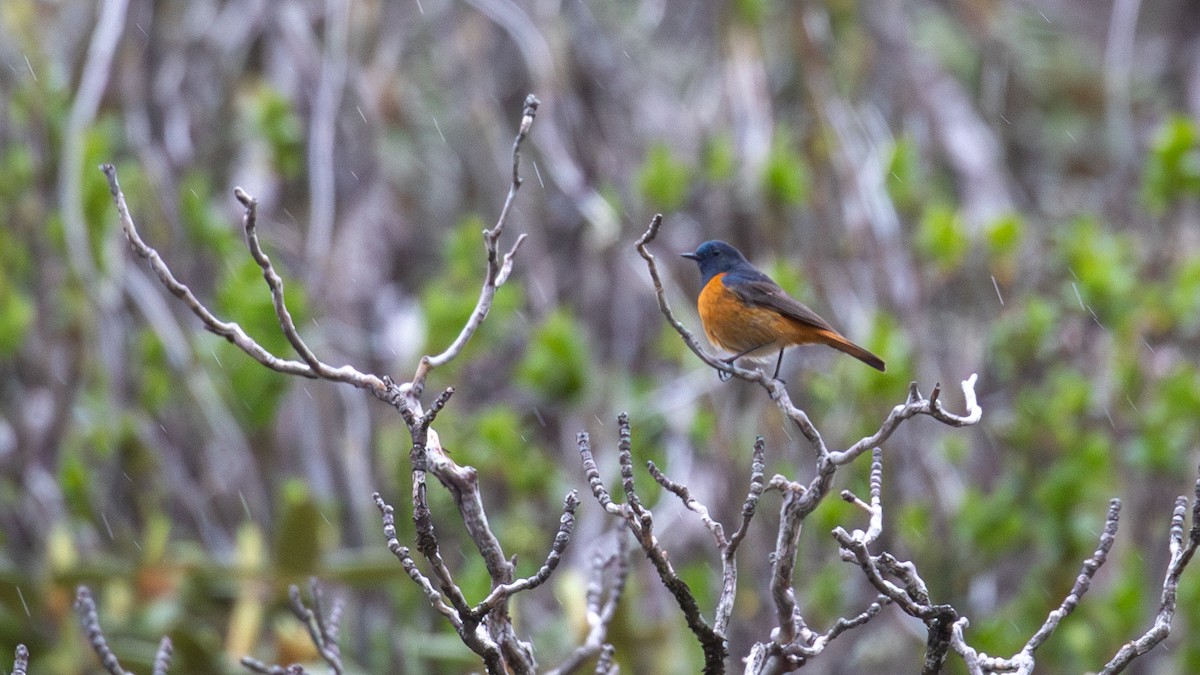 Blue-fronted Redstart - ML625278066