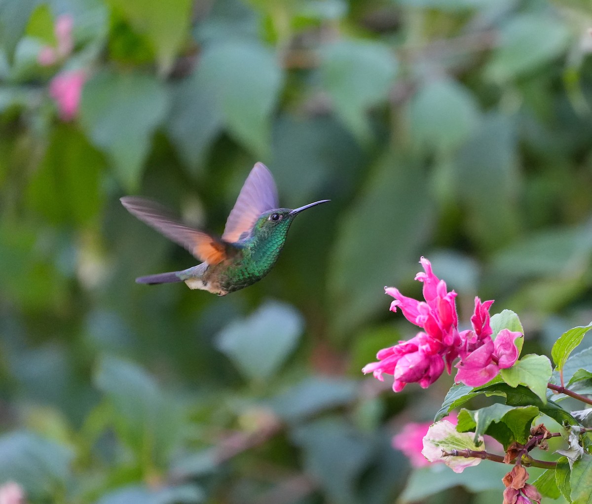 Stripe-tailed Hummingbird - ML625278169