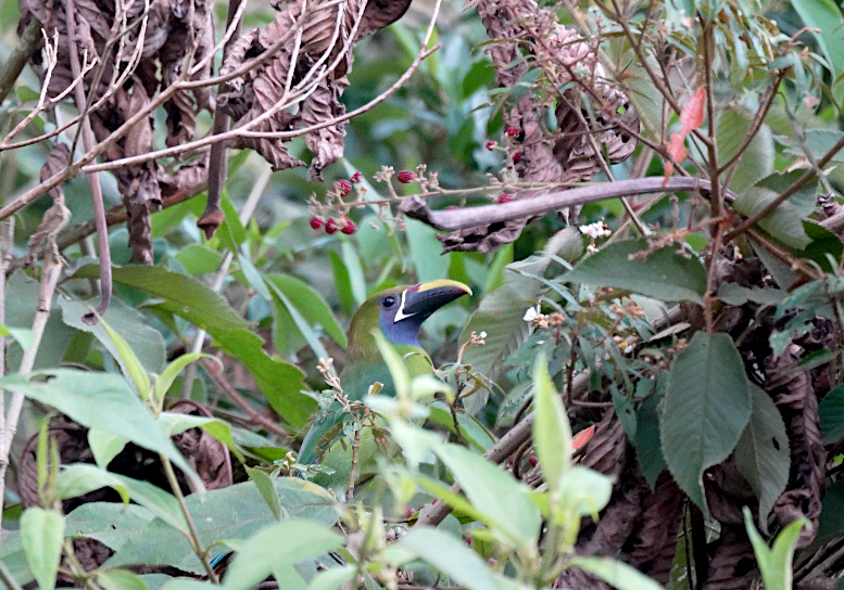 Northern Emerald-Toucanet - ML625278170