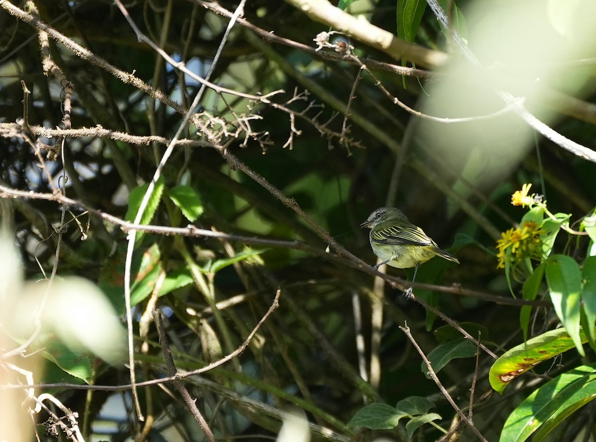 Mistletoe Tyrannulet - ML625278172