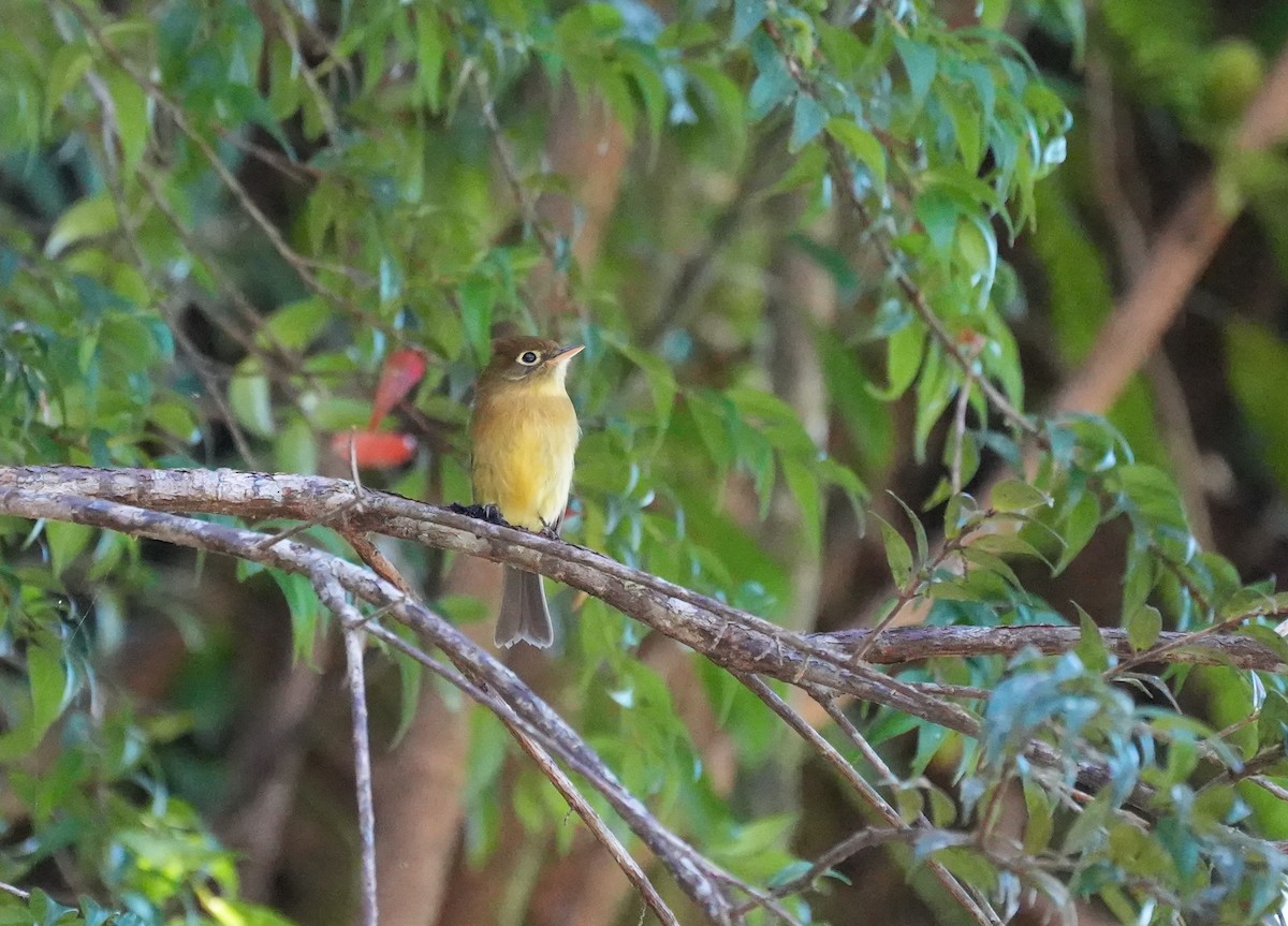 Yellowish Flycatcher - ML625278173